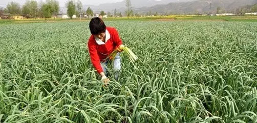 大蒜最新高产种植技术揭秘