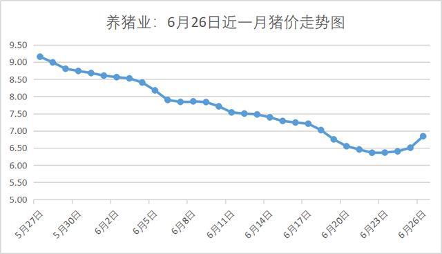 猪市最新走势分析，市场趋势展望与未来发展预测