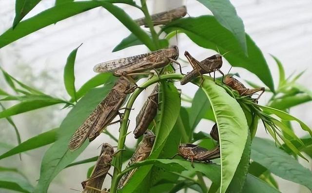 揭秘蝗虫孵化奥秘，探寻生命奇迹的背后真相